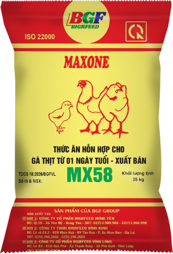 Bao bì MAXONE MX58 — Gà thịt từ 01 ngày tuổi – xuất bán