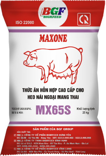 Bao bì MAXONE MX65S — Heo nái ngoại mang thai