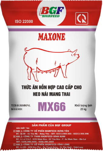 Bao bì MAXONE MX66 — Heo nái mang thai